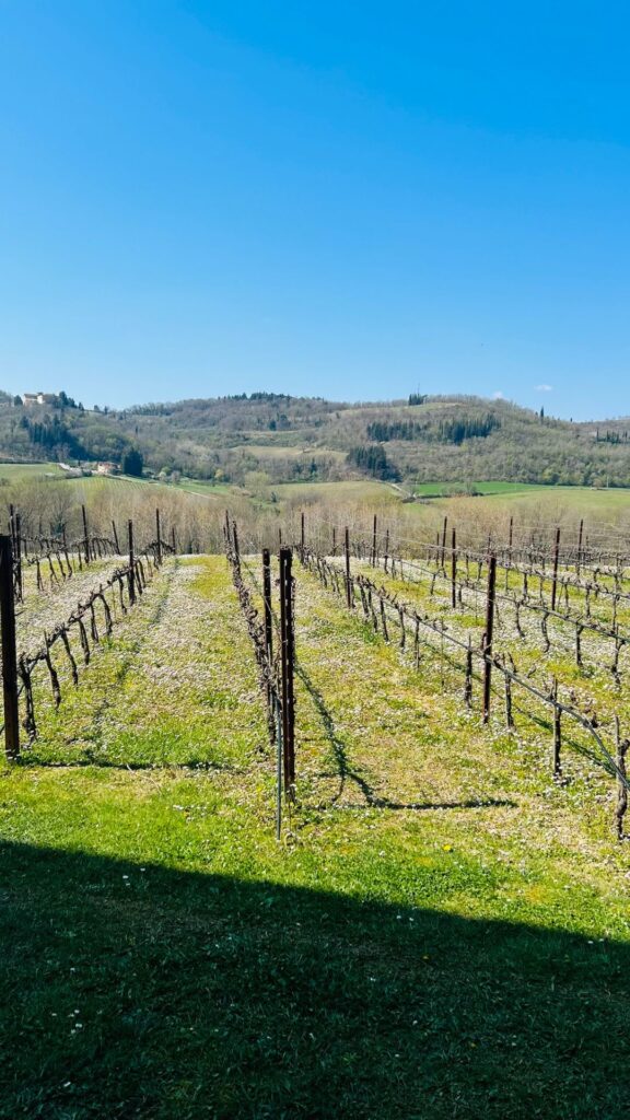 vineyards Toscany